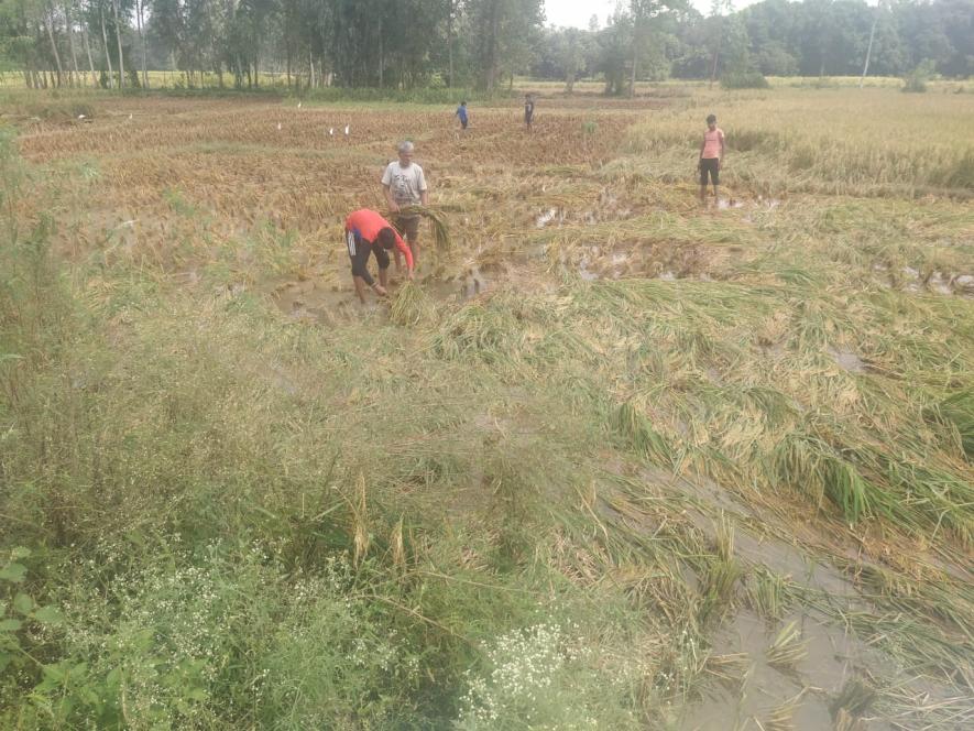 यूपीः फ़सलों की कटाई के समय हुई भारी बारिश ने किसानों को आर्थिक संकट में डाल दिया