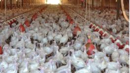 तमिलनाडु: अंडा उत्पादन की लागत बढ़ी, मुर्गीपालक संकट में