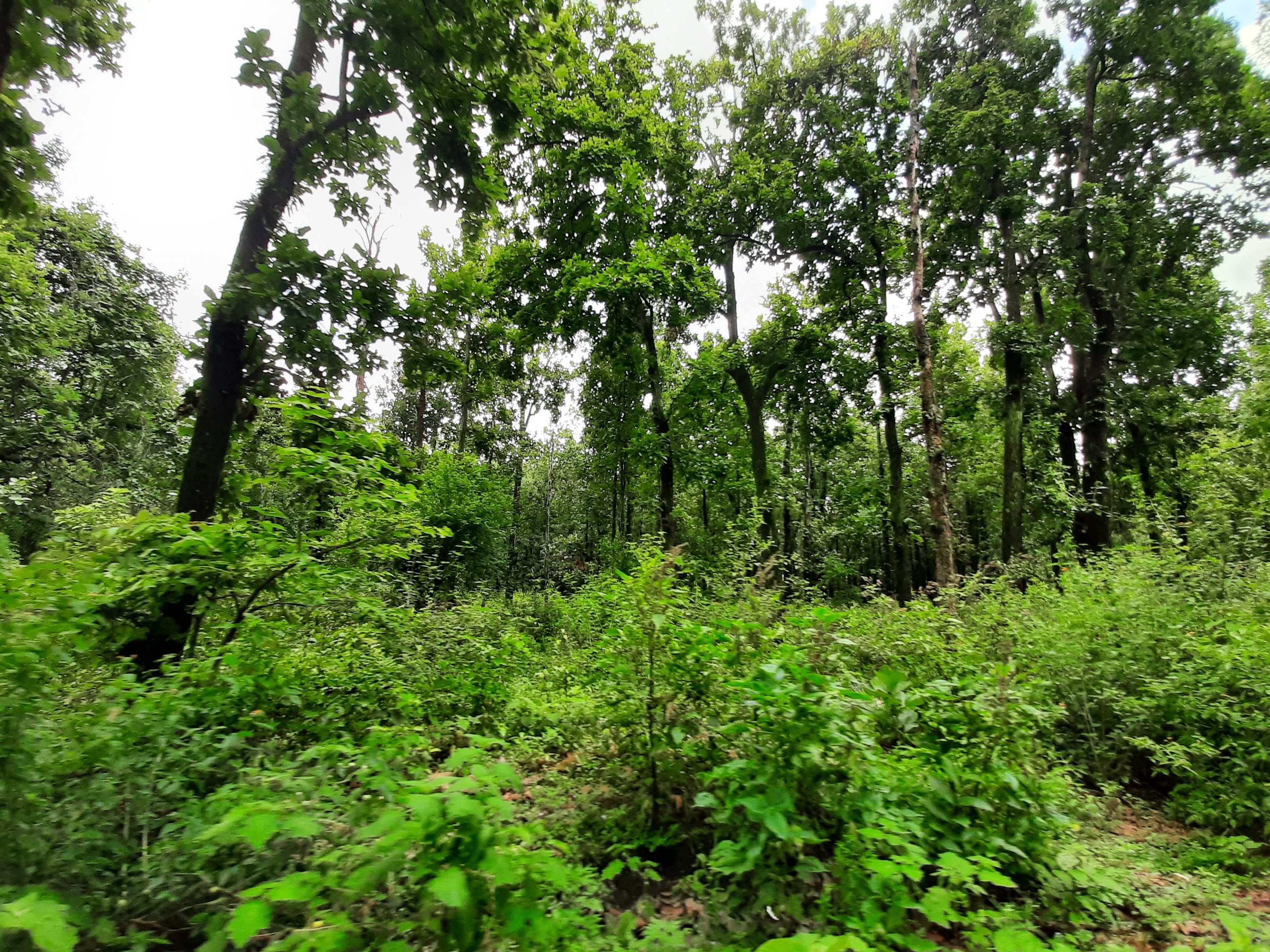 थानो के जंगल 2.jpg