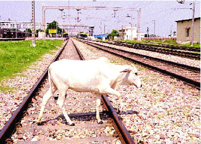  रेलवे पटरियों पर पशुओं की मौत