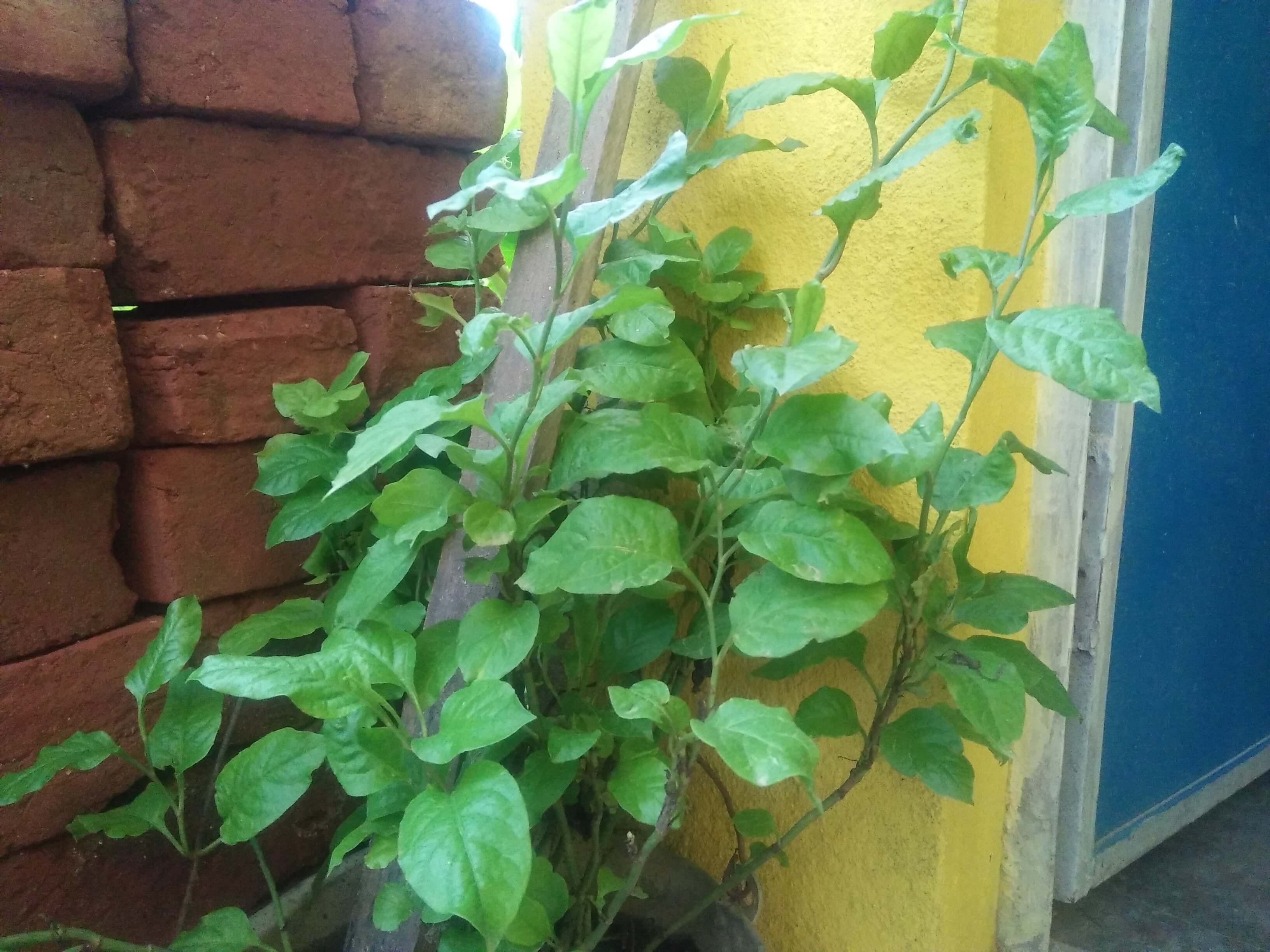 chitrak plant