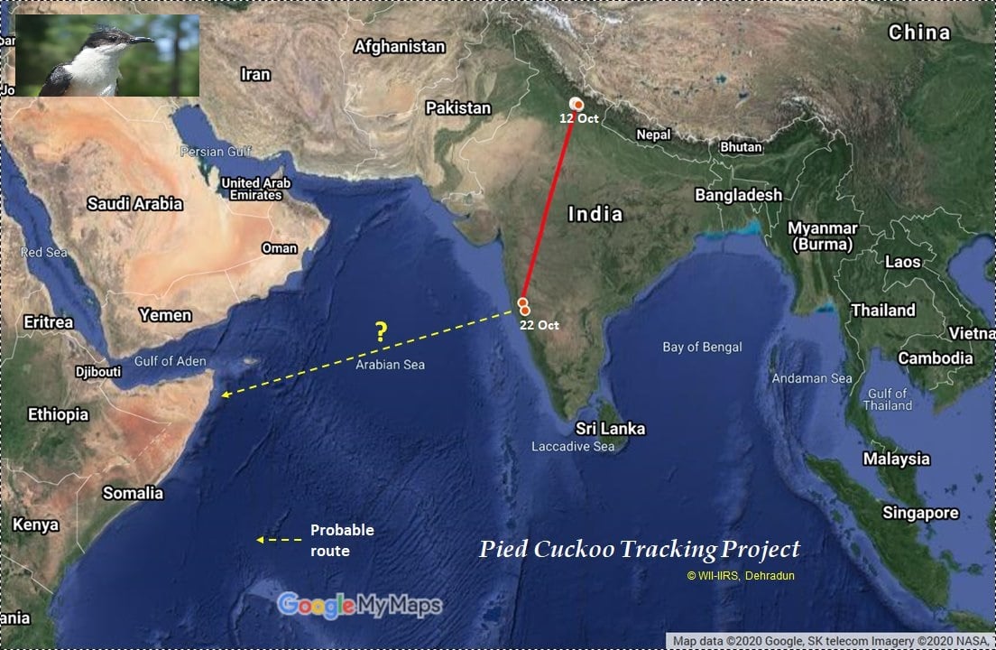 Pied cuckoo map