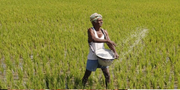 बिहार : संक्षिप्त मौसम में धान की धीमी ख़रीद से दुखी किसान