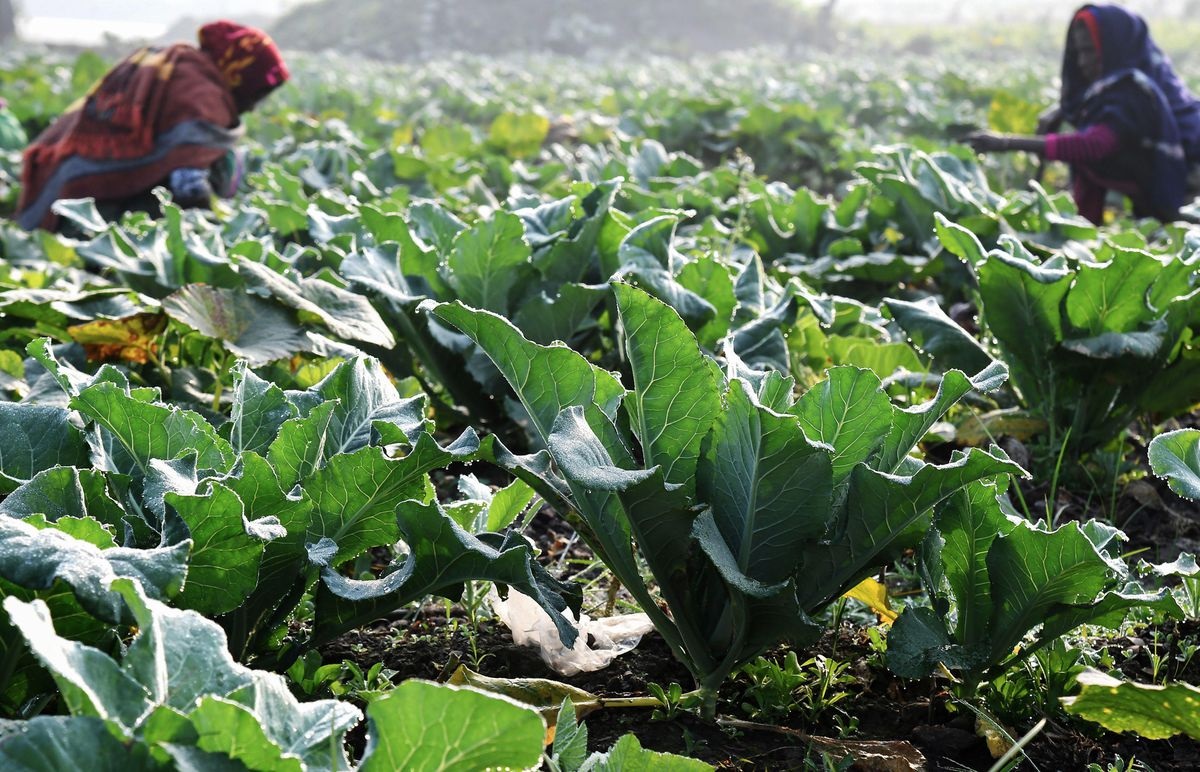 कोरोना लॉकडाउन: लगातार दूसरे साल भी महामारी की मार झेल रहे किसान!