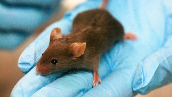 वीडियो: शोधकर्ताओं ने दर्शाया चूहों में कोविड-19 का संक्रमण और उससे लड़ती एंटीबाडीज़