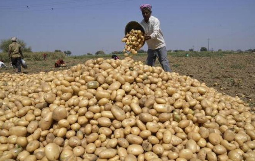 पश्चिम बंगाल: आलू की कीमत में भारी गिरावट, किसानों ने मांगा समर्थन मूल्य
