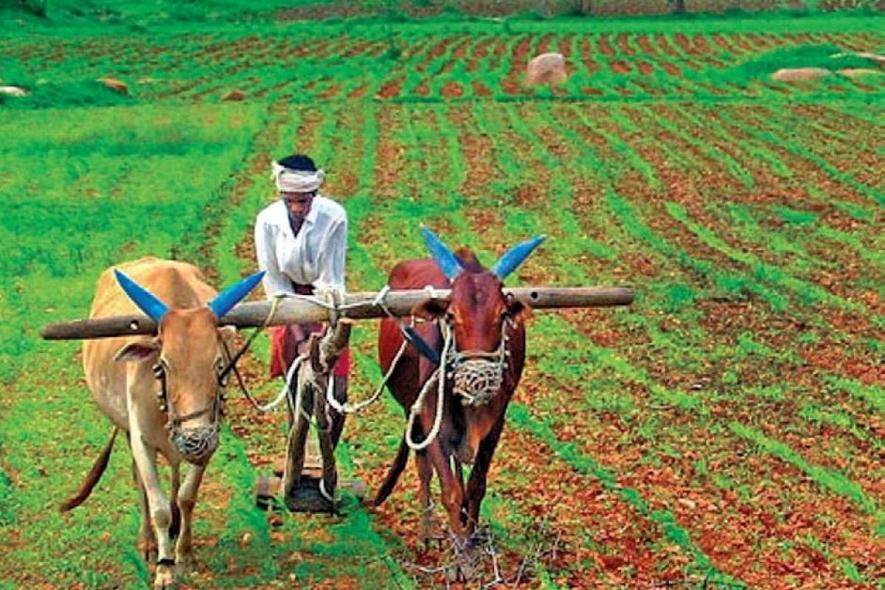 The Indian Agricultural Situation Must Not Be Misread