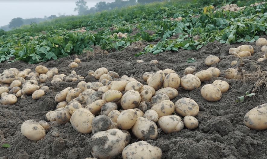 potato farming UP