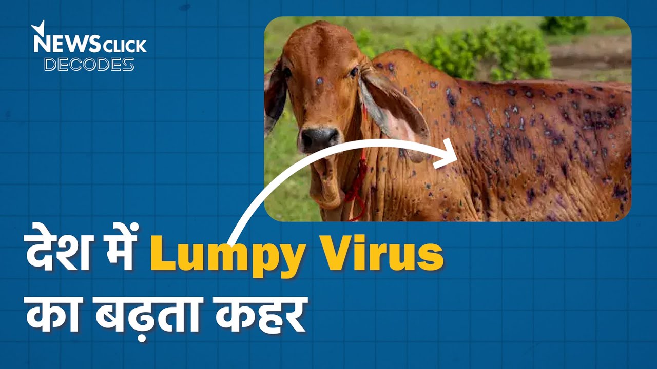 lumpy virus