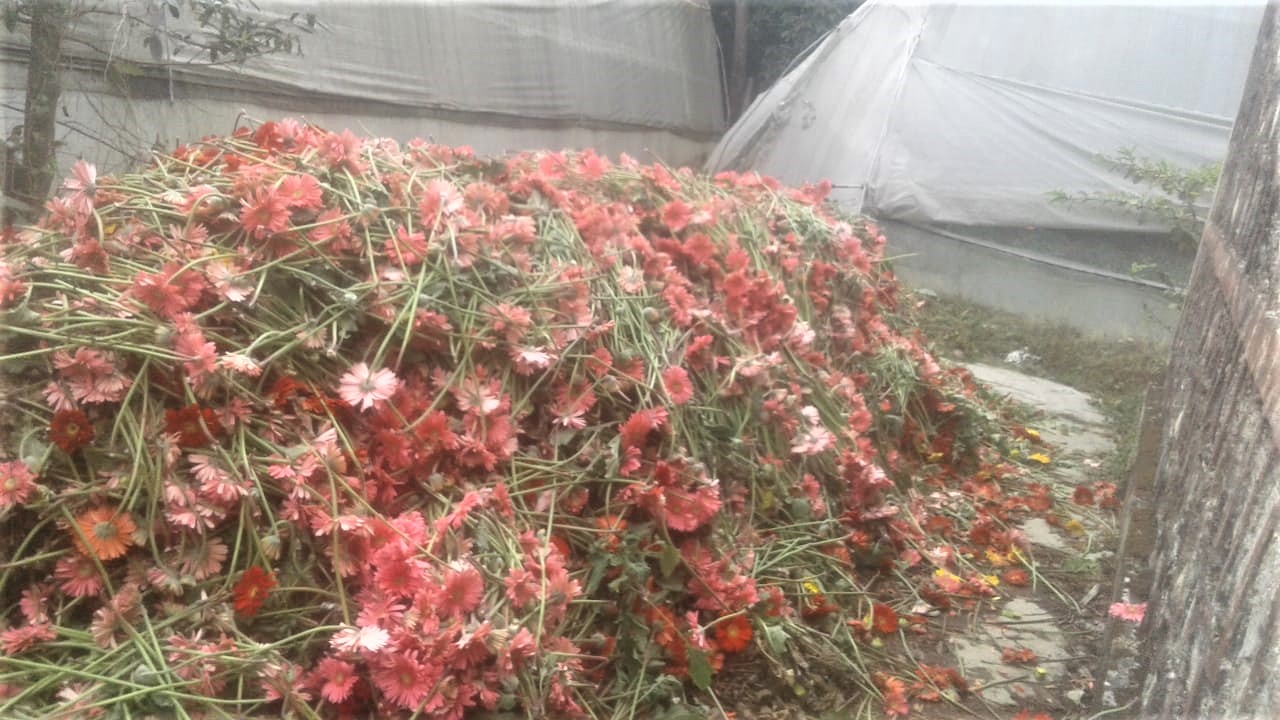 dumped flowers due to lockdown, pic credit- amit pandey.jpeg