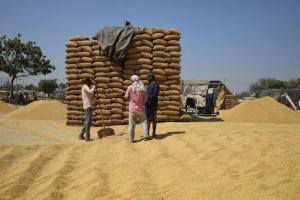 कृषि क़ानूनों और उनसे पड़ने वाले प्रभावों के बारे में ढांड अनाज मंडी हमें क्या बताती है 