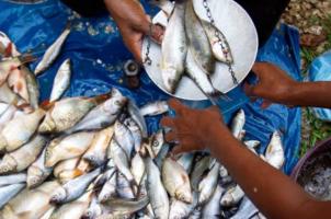 पश्चिम बंगाल की मत्स्य-पालन सहकारी समितियां झेल रही हैं मौसम और ‘प्रभावशाली व्यक्तियों’ की दोहरी मार