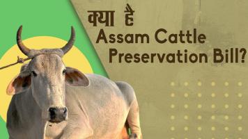 क्या है गौ संरक्षण विधेयक, किस पर पड़ेगा असर?