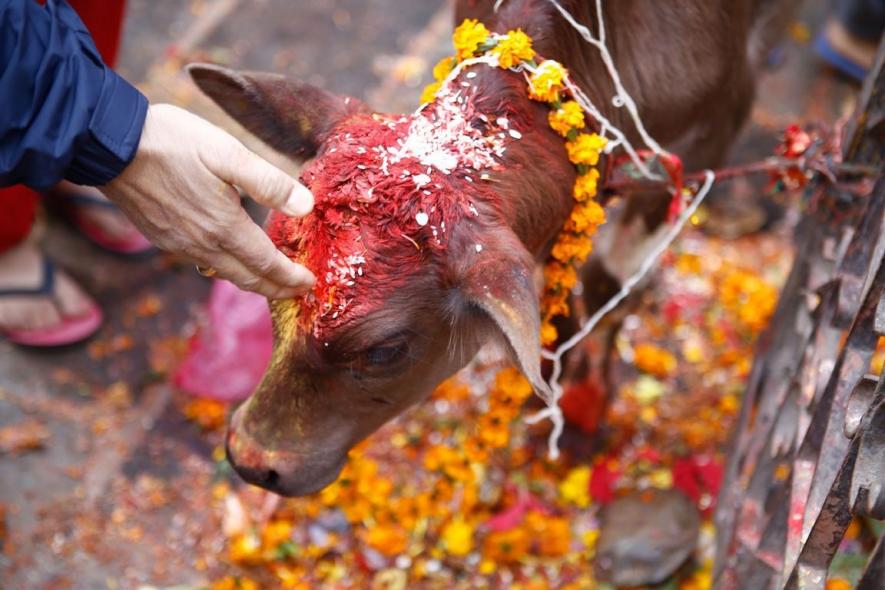 गाय और हिंदुत्वः मिथक और वास्तविकता