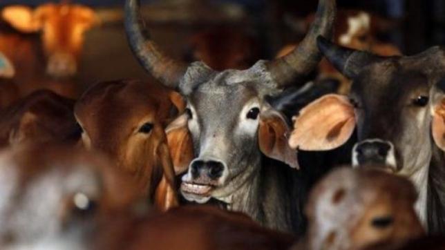 cow vigilantism