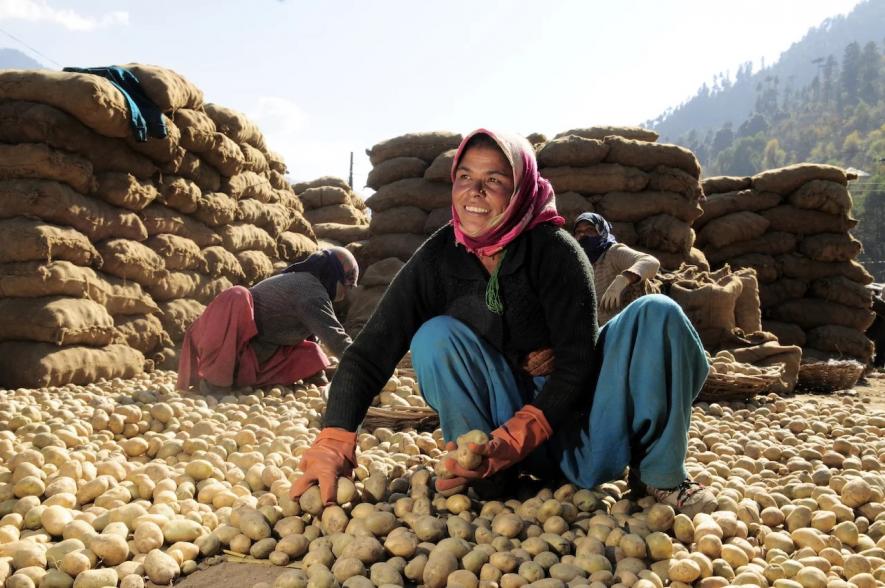 Potato farmers in himachal pradesh