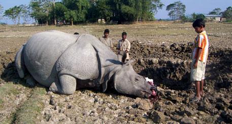 Kaziranga National Park 