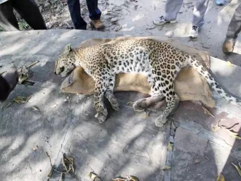 कान्हा टाइगर रिज़र्व में तेंदुए की मौत