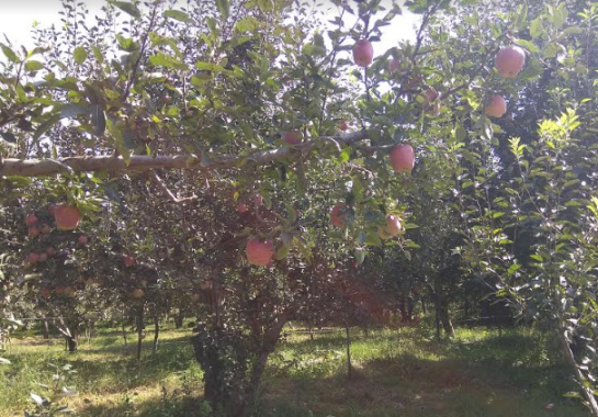कश्मीर: सेब के उत्पादक अपनी फसल की 'क़ुर्बानी' देने को तैयार!