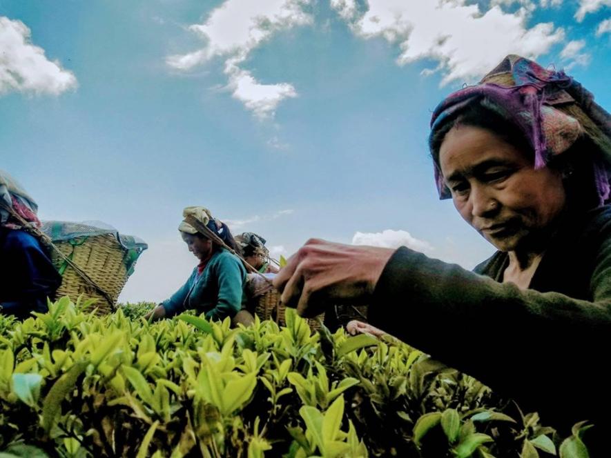 darjeeling tea workers