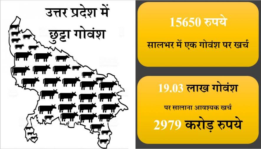 stray cattle and cost on stray cattle in UP