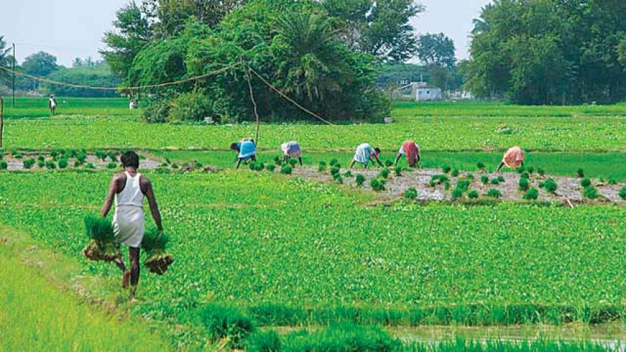 कॉन्ट्रैक्ट खेती