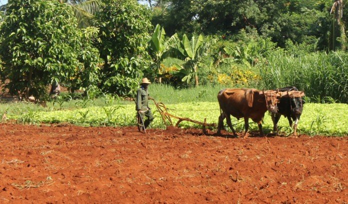 क्यूबा ने जगाई किसानों और पर्यावरण के लिए नई उम्मीद