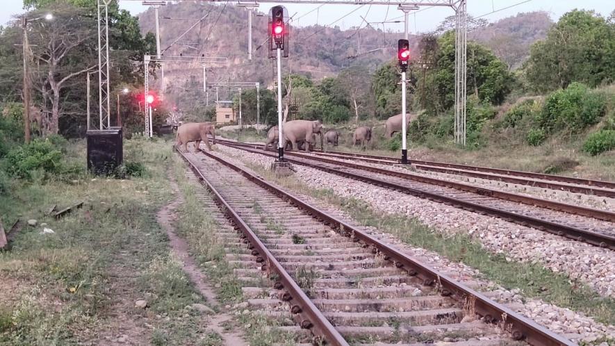 Elephants