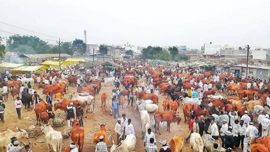 महाराष्ट्र के औरंगाबाद जिले में गंगाखेर का बैल बाजार।