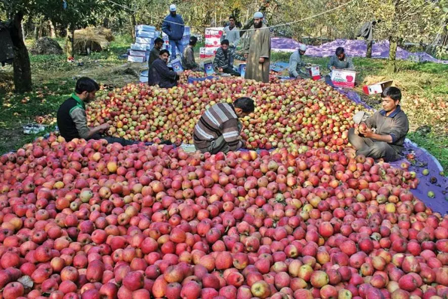 कश्मीर: व्यापारियों का दावा ड्यूटी-फ्री ‘ईरानी सेब’ से हो रहा भारी नुकसान, सरकार से हस्तक्षेप की अपील