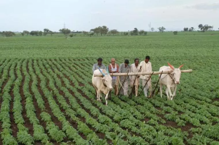 मध्य प्रदेश: मानसून के पहले, बढ़ते संकट के बीच किसानों को बीज का इंतज़ार 