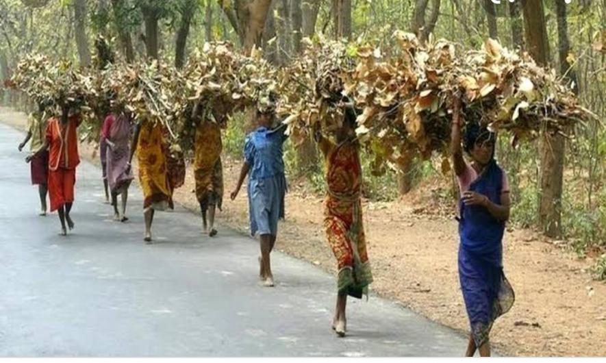 वन संरक्षण कानून में संशोधन मसौदा तैयार करने का ठेका कॉर्पोरेट को : किसान सभा ने जताया विरोध