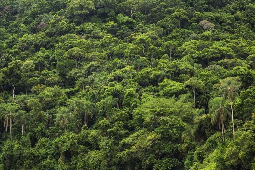 क्या अमेजॉन का जंगल अब कार्बन डाइऑक्साइड को अवशोषित करने लायक़ नहीं रहा?