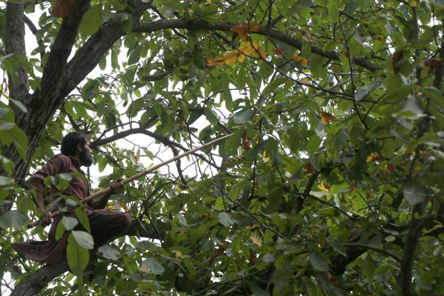 Photo Essay: Kashmir’s Walnut Industry is on the Decline