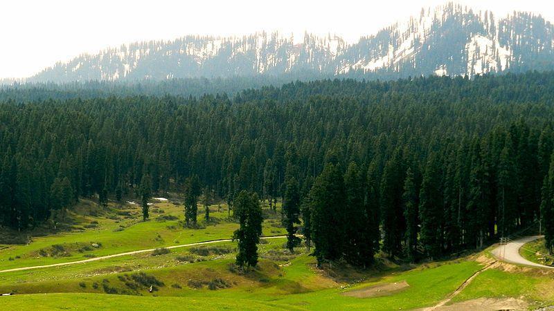 Forests of Doodhpathri area 