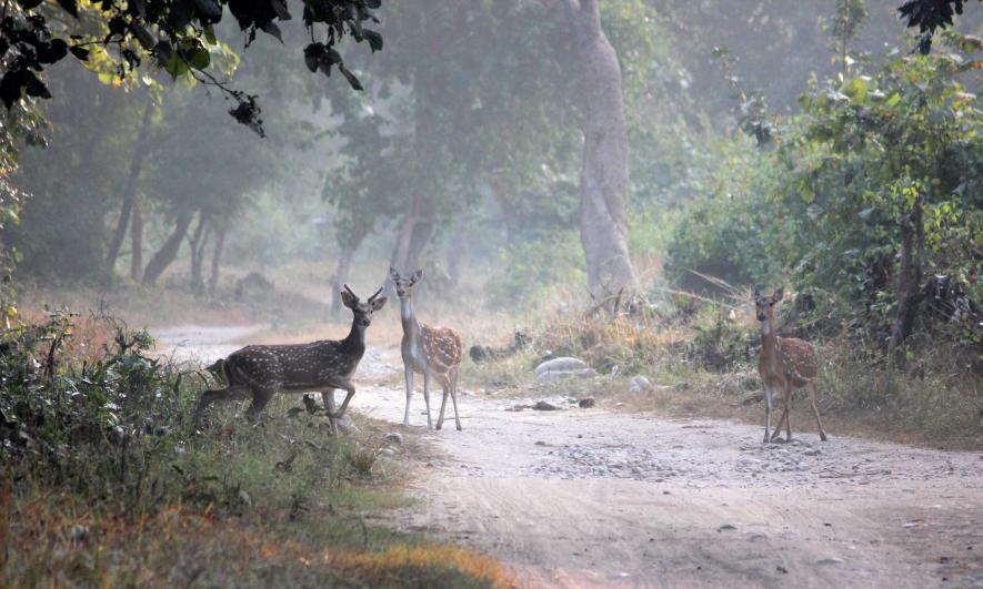 Uttarakhand Wildlife