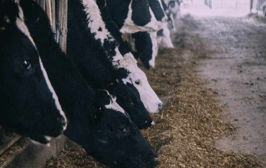 Dairy