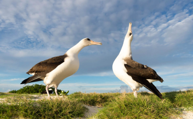 Migratory