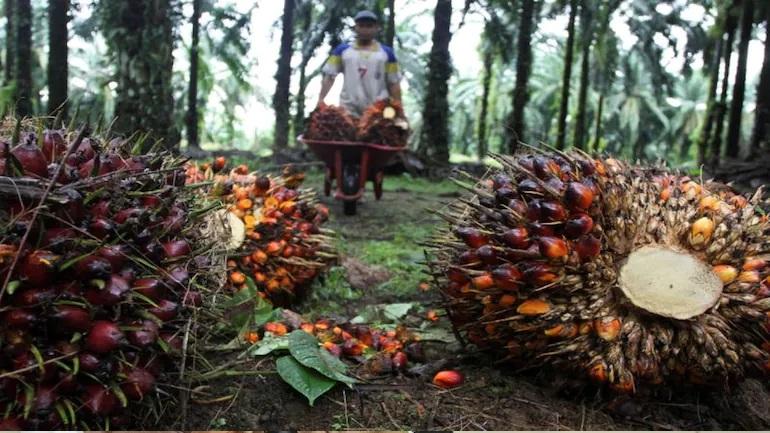 Palm oil crisis