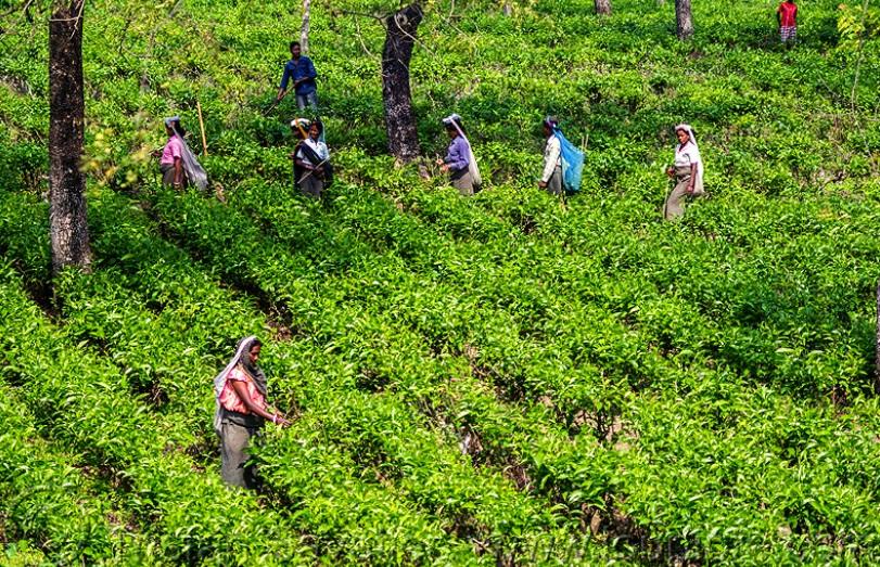 tea garden