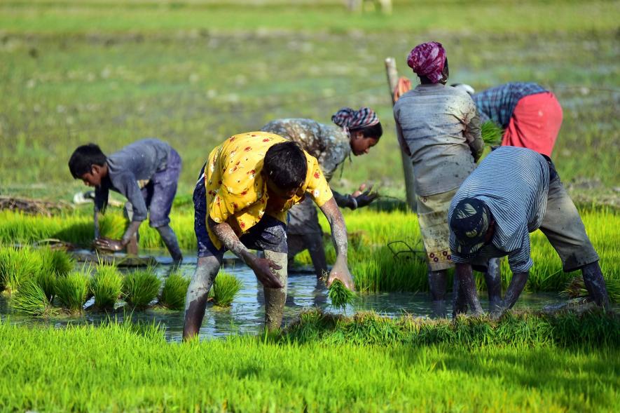 agricultural laborers