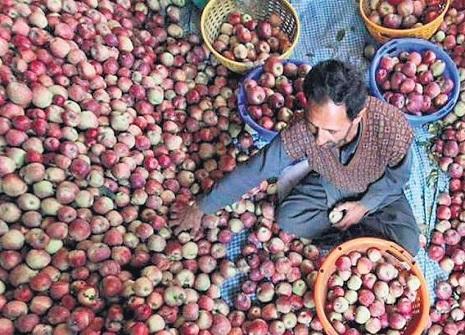 Himachal Apple farmers 