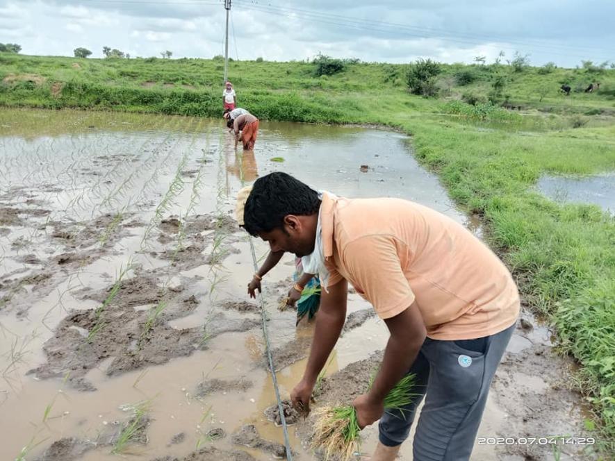 Kharif crops 