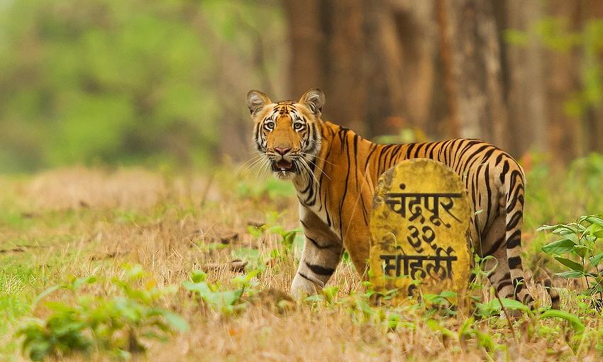 विदर्भ में 'बाघ संकट', कहां जाएं आदिवासी?
