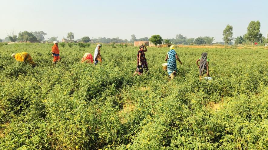 tomato farming