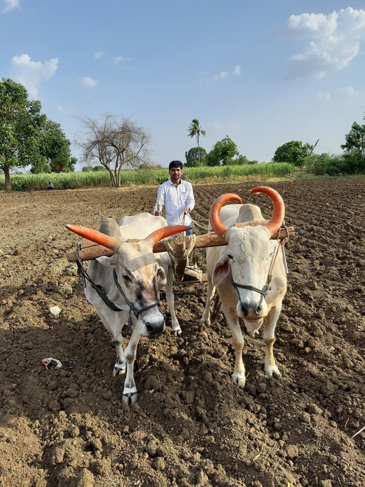 महाराष्ट्र: फ़सल बीमा ने किसानों के ज़ख़्मों पर छिड़का नमक