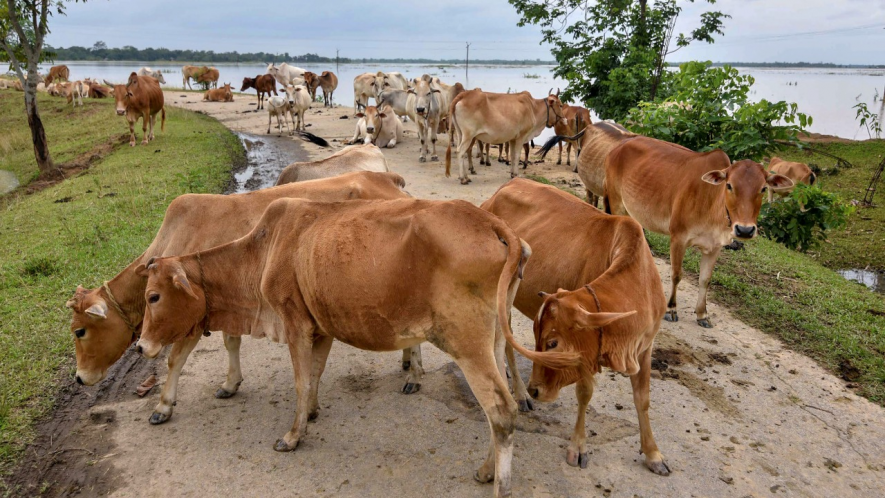 Stray Cattle up