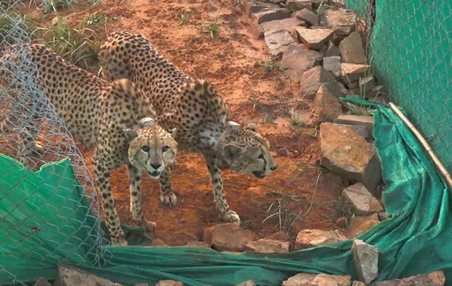 cheetahs