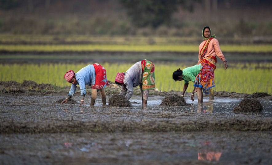 farmers