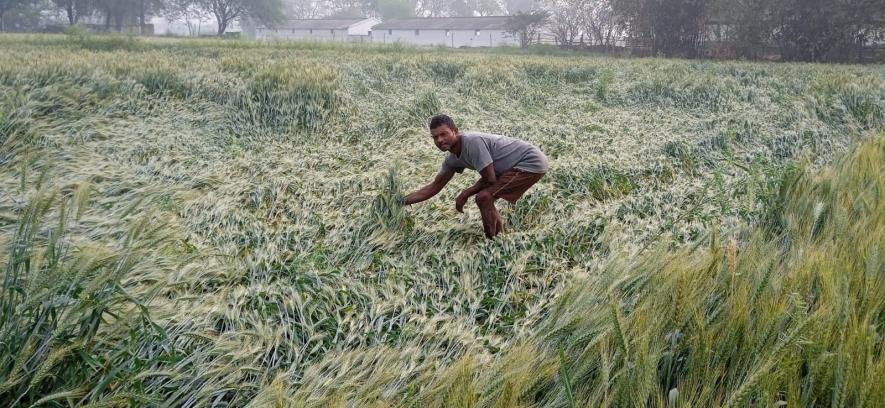 ग्राउंड रिपोर्ट: बेमौसम बारिश और ओलावृष्टि किसानों के लिए त्रासदी से कम  नहीं, तैयार फसलें चौपट! | न्यूज़क्लिक